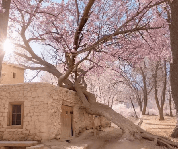 xinjiangtravel-apricot-blossom-2.png