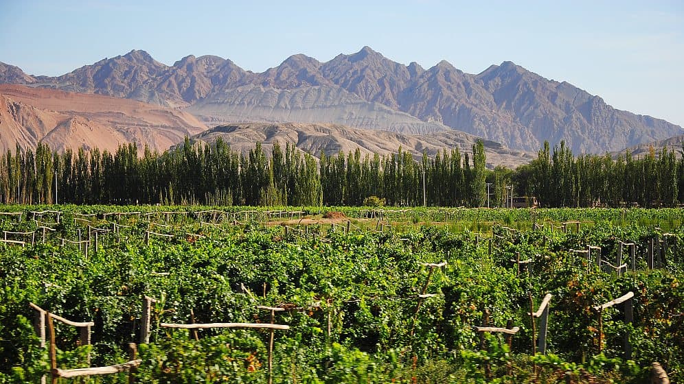 grape-valley-6.jpg
