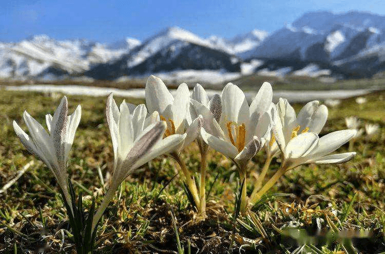 Naraty Grassland