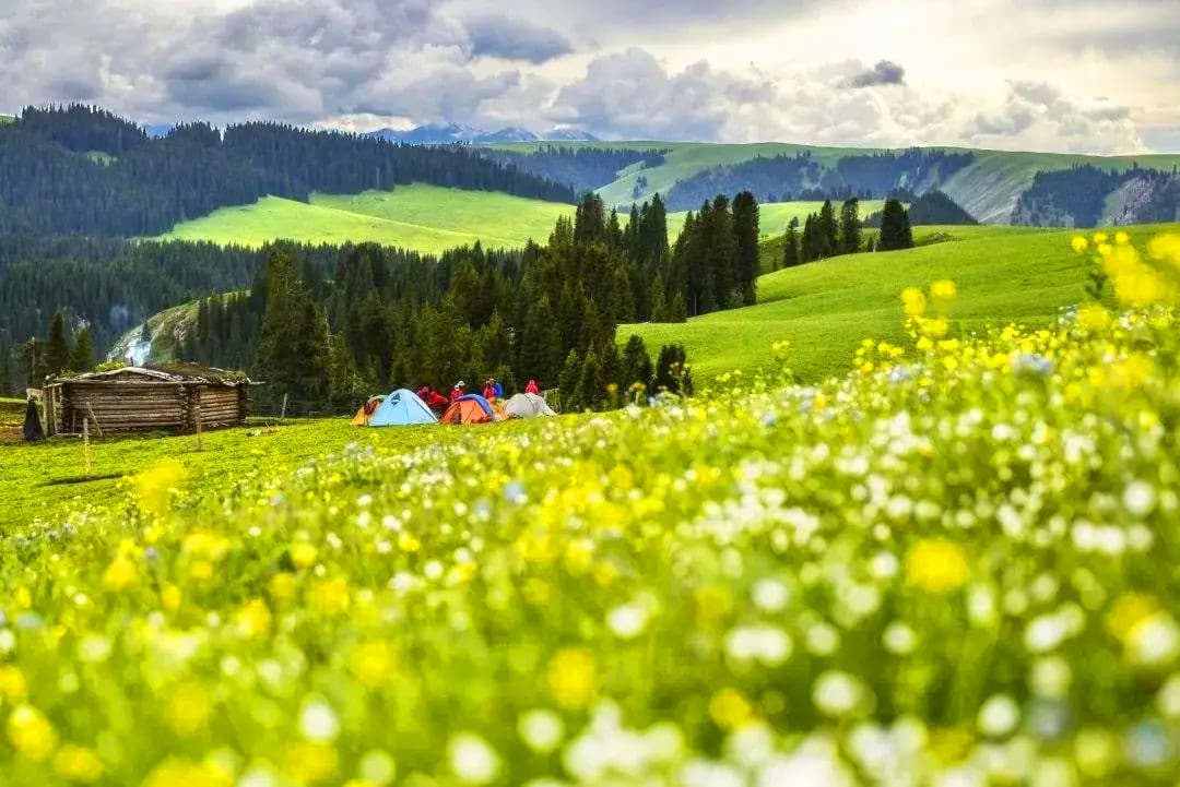 Tarim Grassland