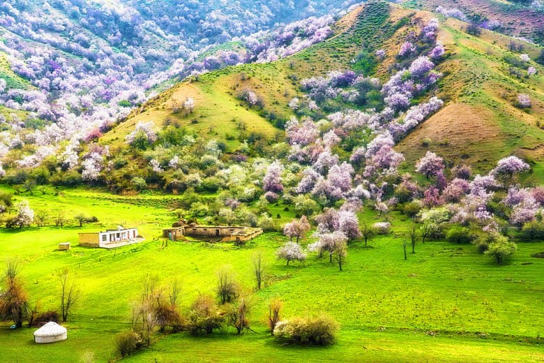 Daxigou Apricot Valley