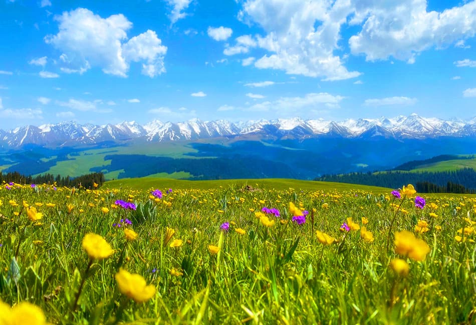 Flower Terrace