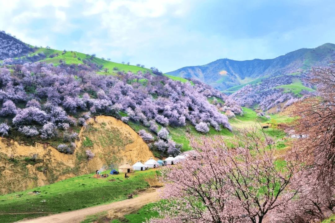 Tuergen Apricot Valley