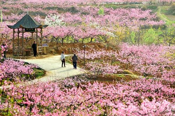 Shehezi Peach Blossom