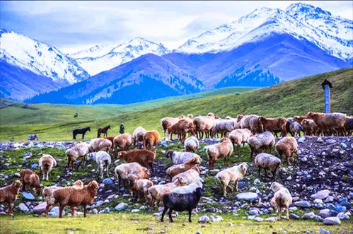 Naraty Grassland