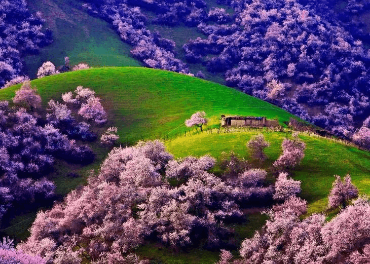 Tuergen Apricot Valley