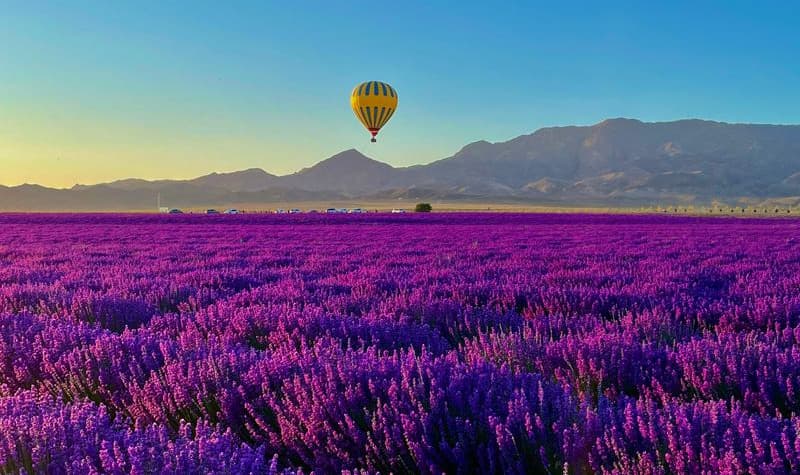 Tianshan Flower Sea