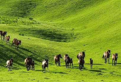 Nalati Grassland
