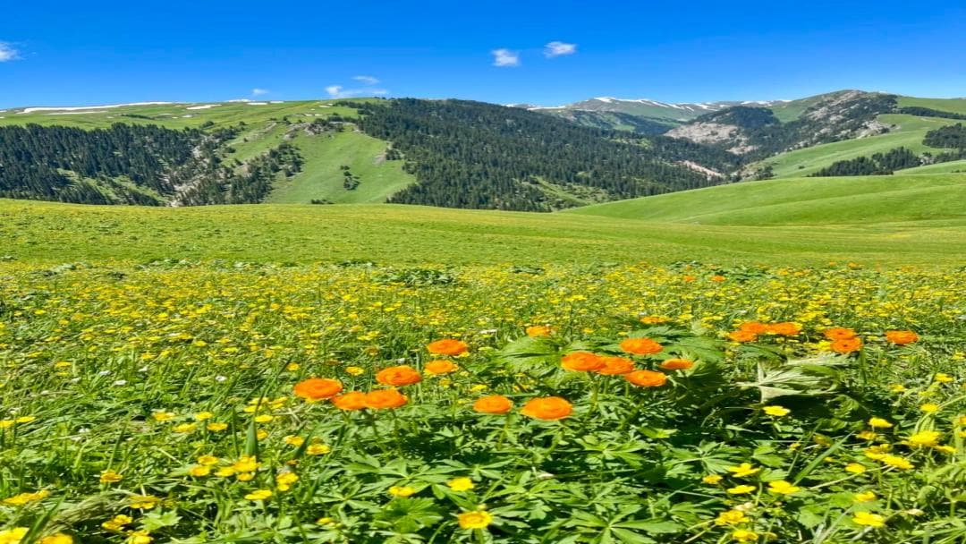 Altai Golden Lotuses