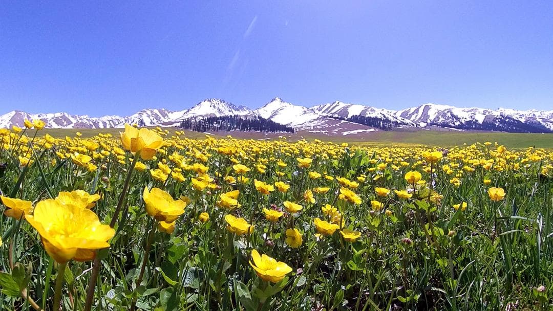 Altai Golden Lotuses