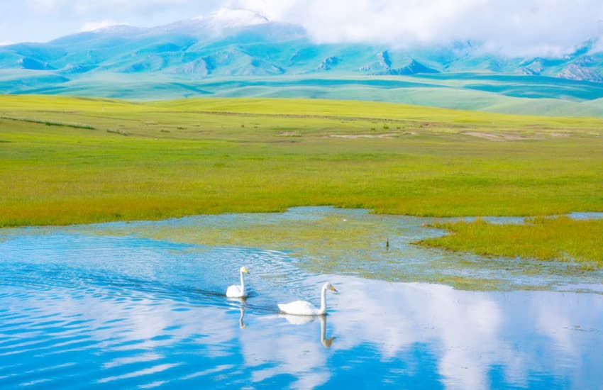 Swan Lake
