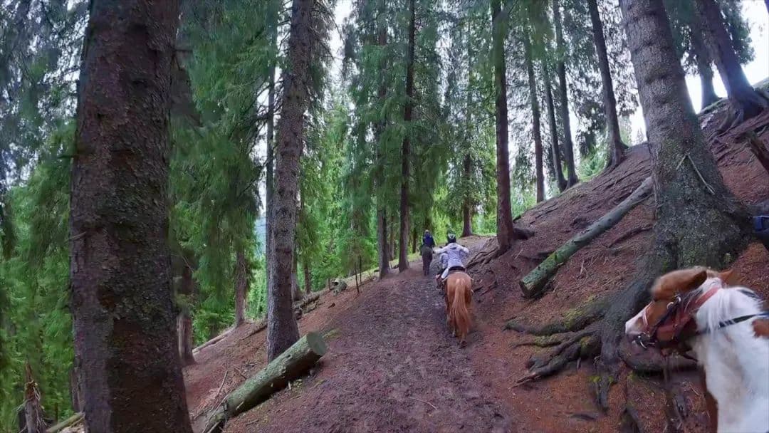 Snow Ridge Spruce