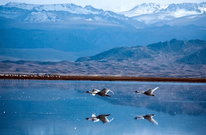 Swan Lake