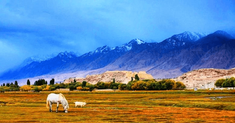 Golden Grassland