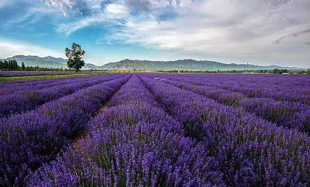 Tianshan Flower Sea