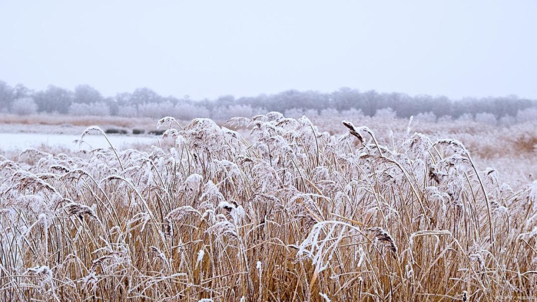 Snow Covered Reeds