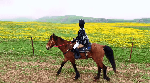 Flower Fields