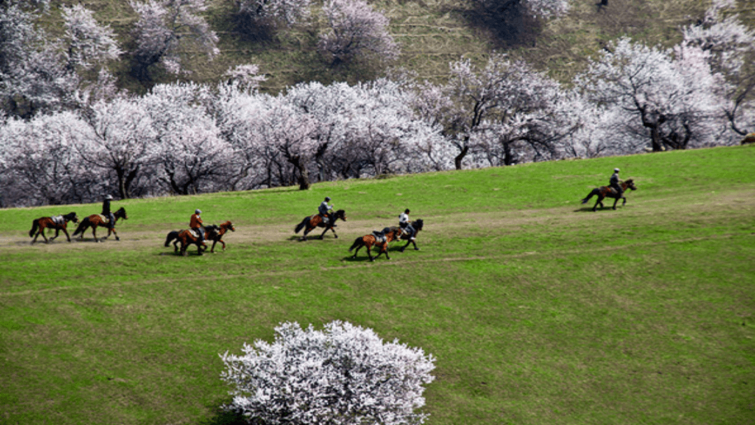 Flower Fields