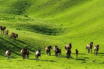Naraty Grassland