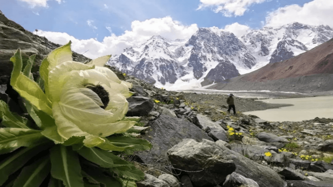 Tianshan Snow Lotus