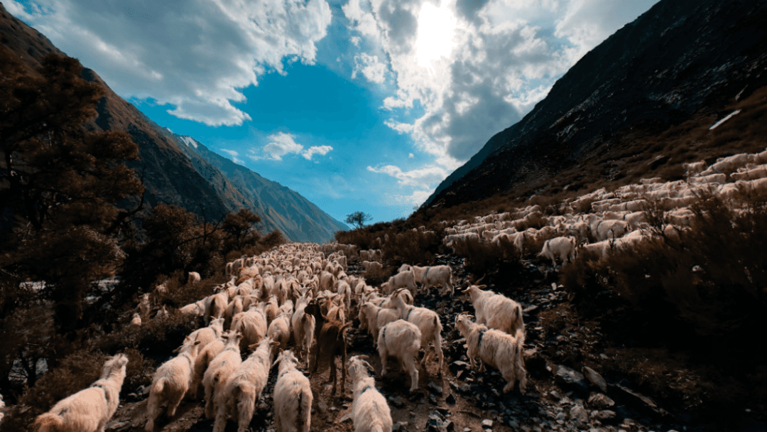 Arshan Valley Camp