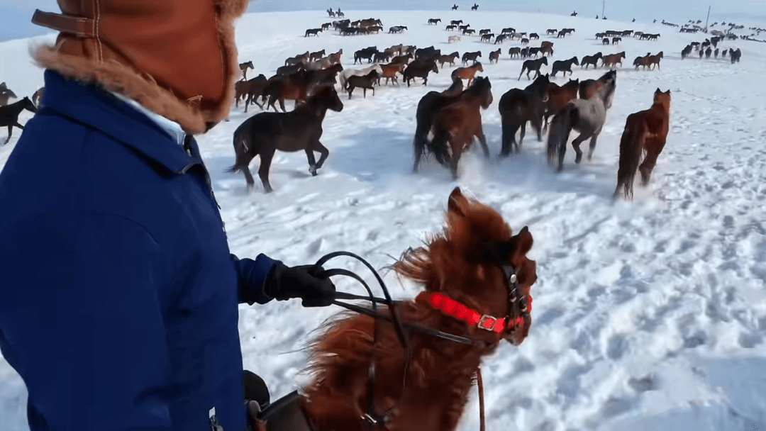 Thousands Of Horses.1gif