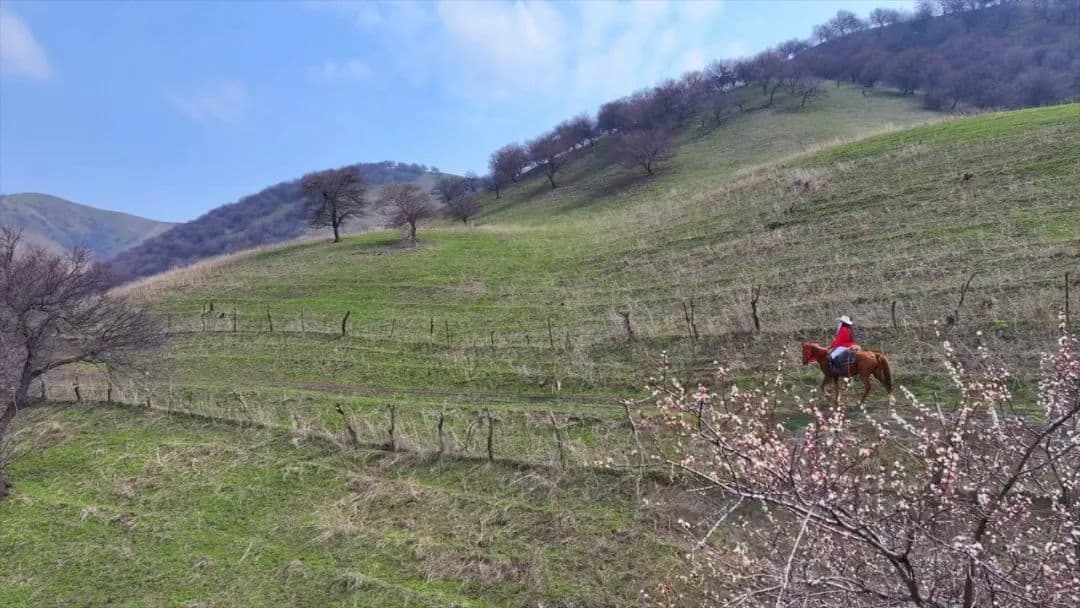 Apricot Blossom Valley