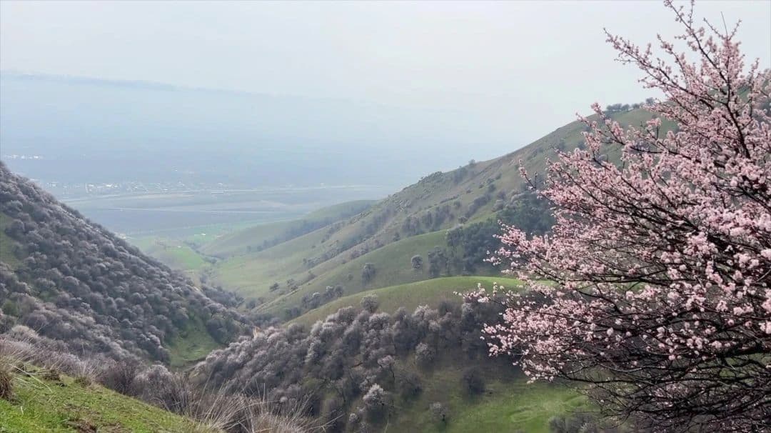 Apricot Blossom Valley