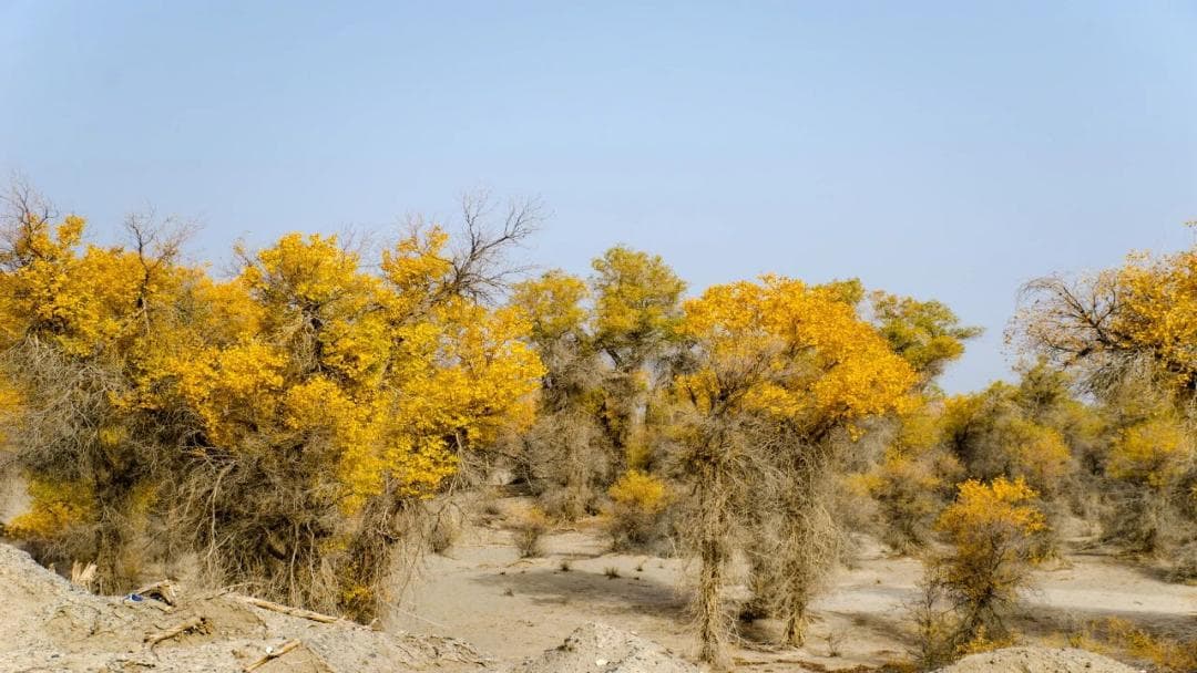 Tarim River Poplar Forest Park