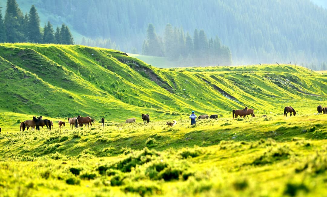 Tangbula Prairie