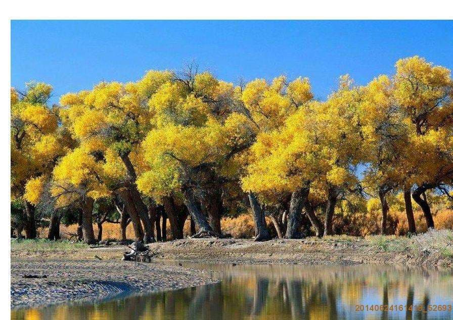 Diversifolious Poplars Park