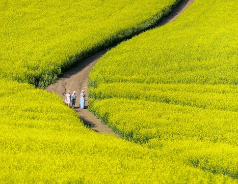Rape Flowers