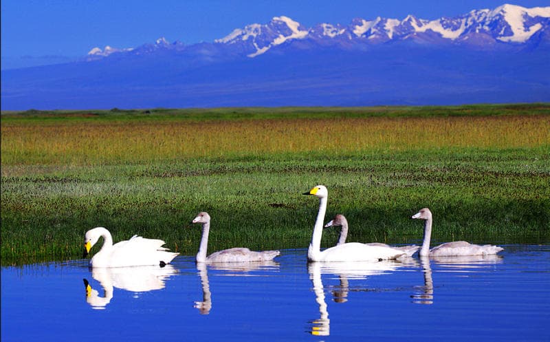 Swan Nature Reserve