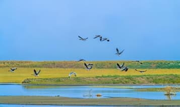 Animals