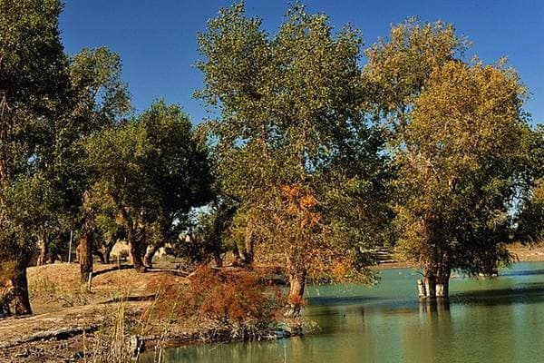 Diversifolious Poplars Park