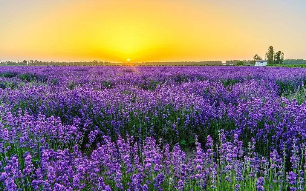 Lavender Farm