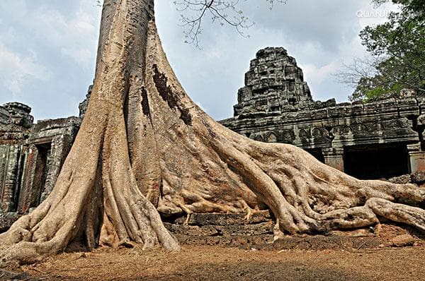 King Of Fig Tree