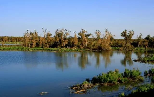 Peacock River