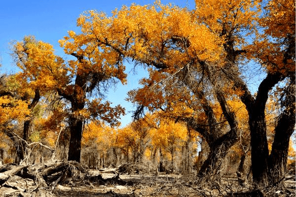 Populus Euphratica Forest