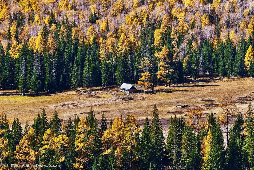 Birch Forest