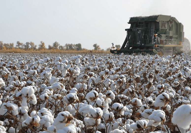 Xinjiang Cotton