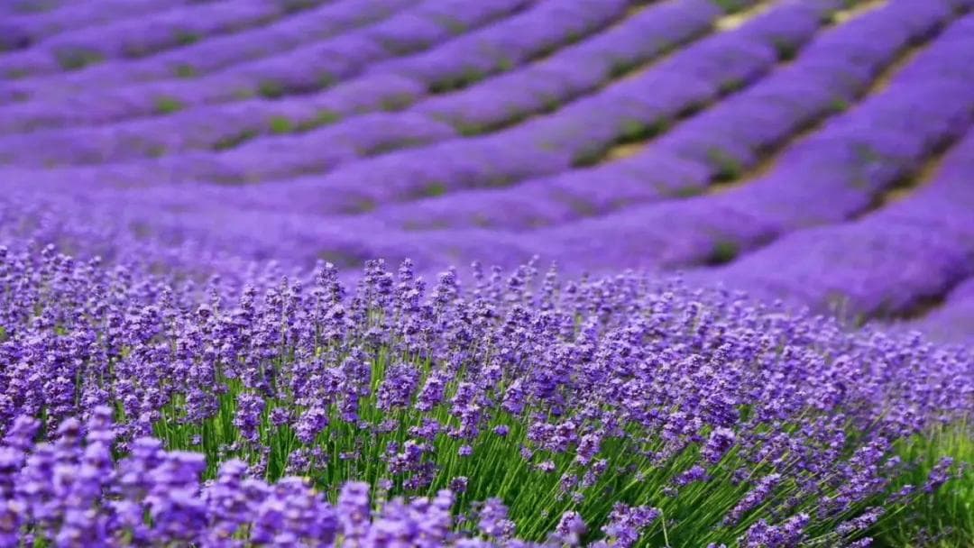Lavender Sea