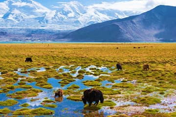 Golden Grassland