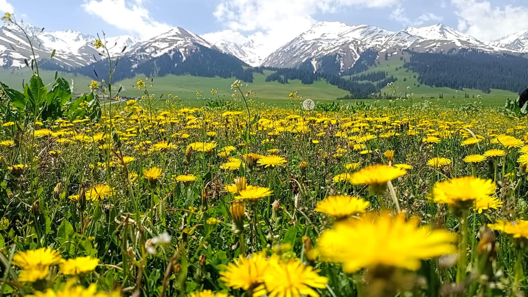 Nalati Grassland