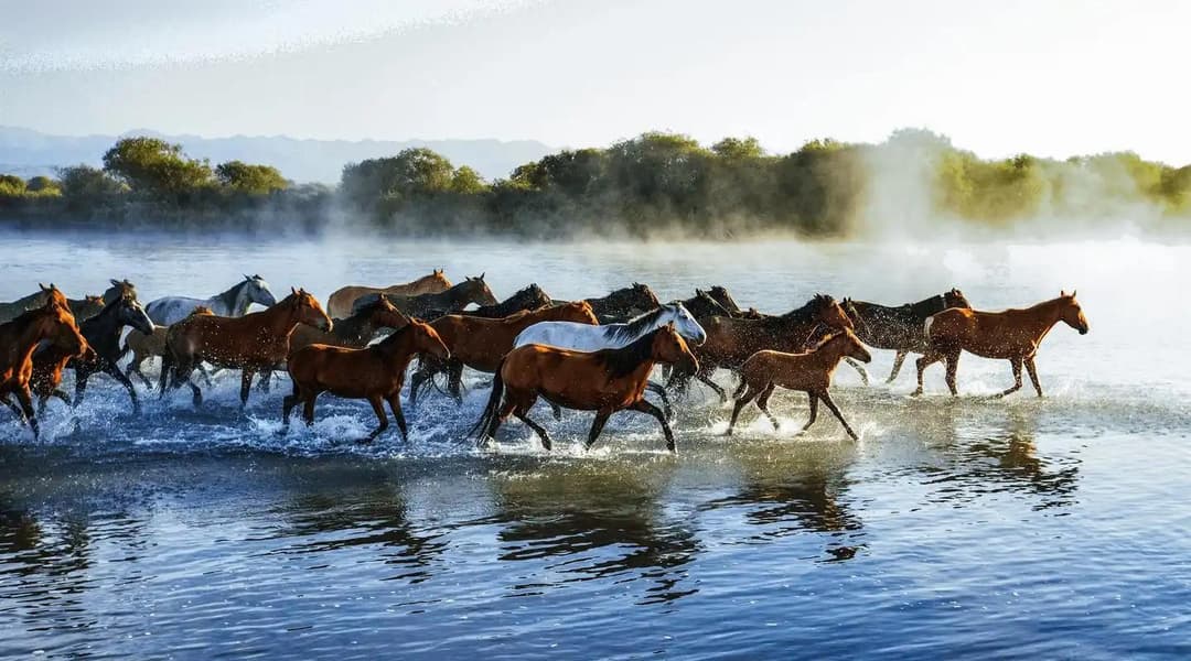 Tianma Horse