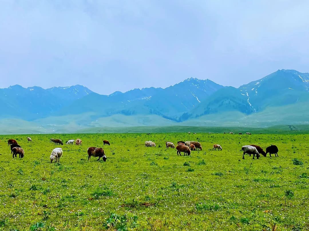 Naraty Grassland