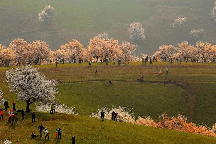 Tuergen Apricot Valley