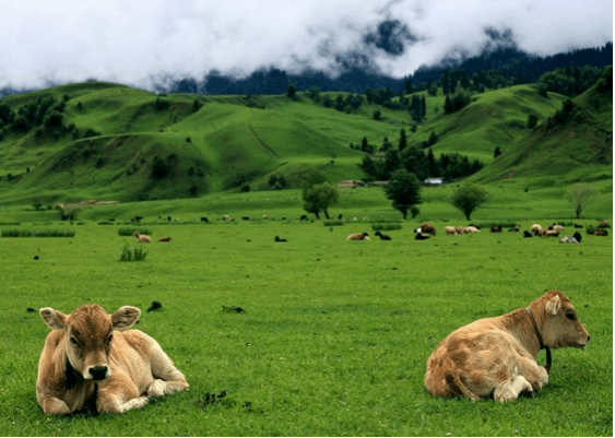 Nalati Grassland