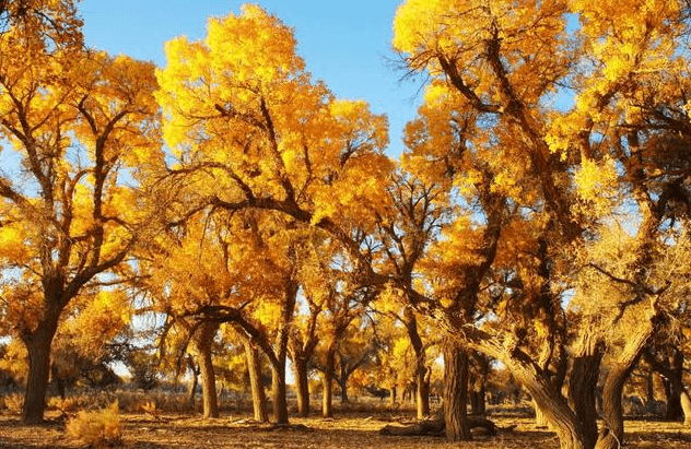 Populus Euphratica Forest