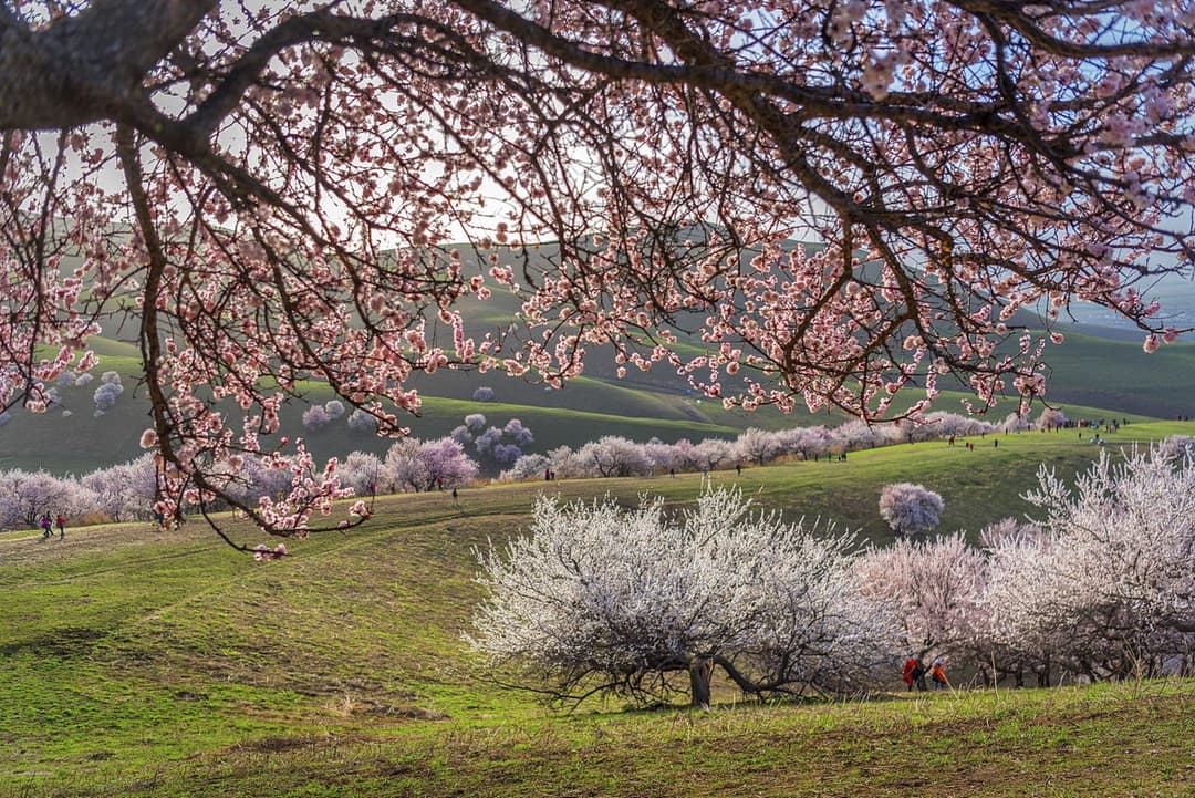 Tuergen Apricot Valley